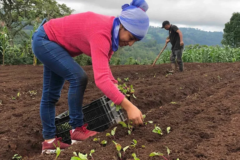 Agriculture and Food Security in Asia: Sustainable Farming Practices